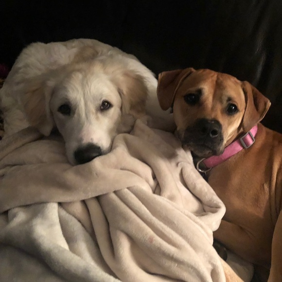 Meet the Posher - Picture 2 of 2